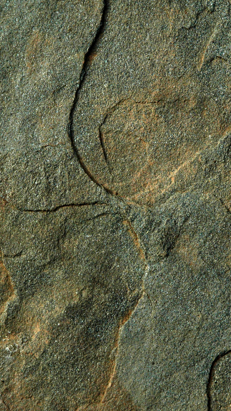 Обои геология, рок, коренная порода, древесина, почва в разрешении 750x1334