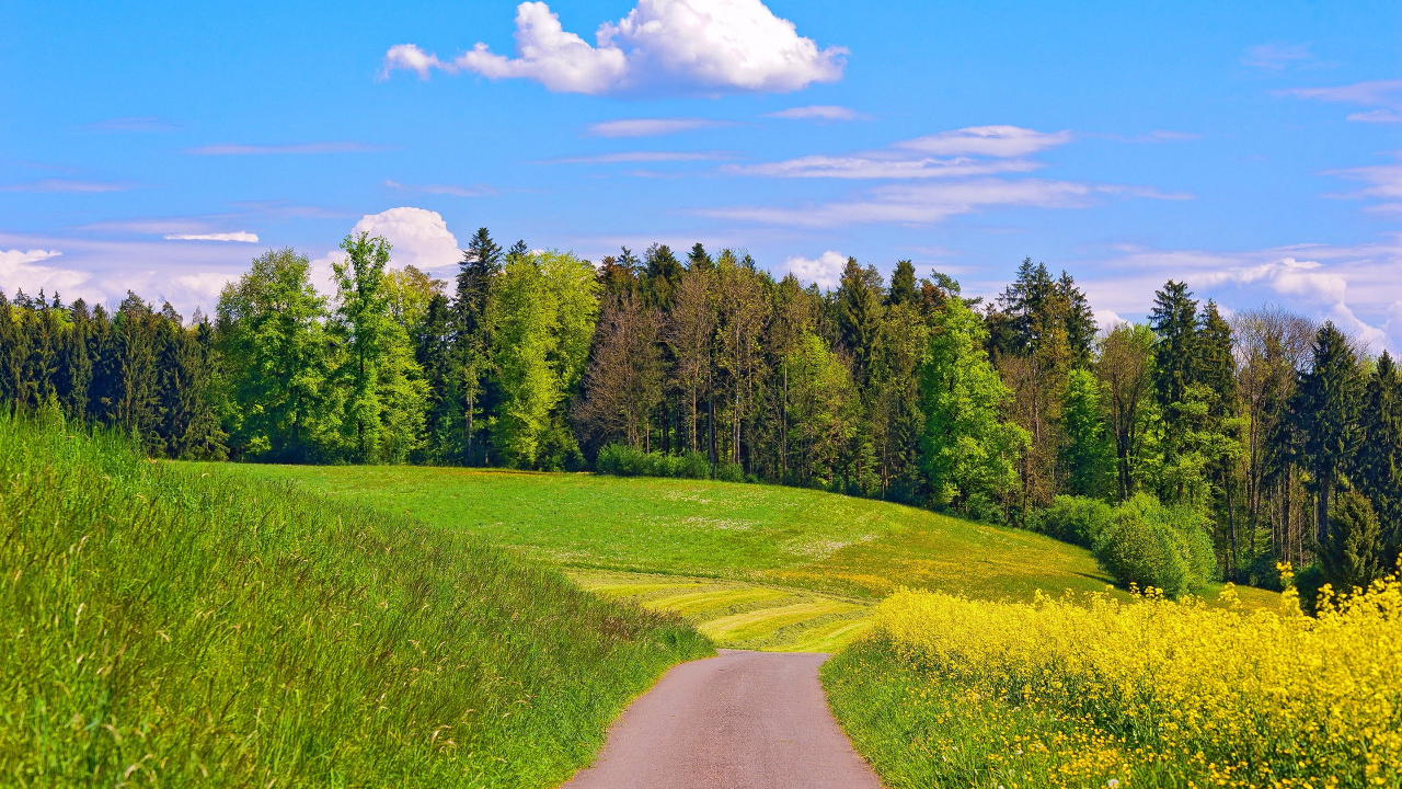 Обои природа, сенокосное угодье, луг, поле, выгон в разрешении 1280x720