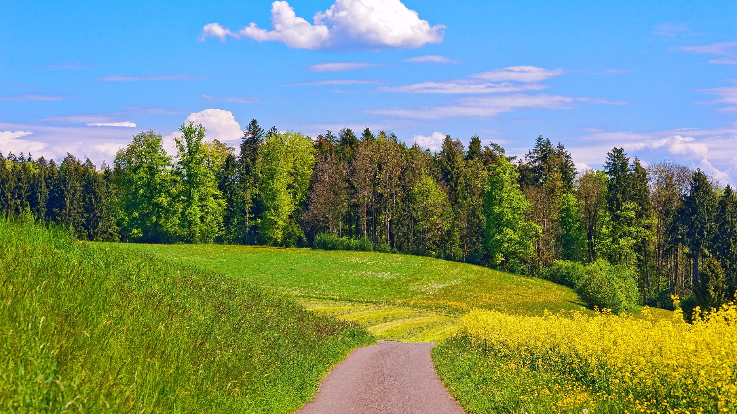 Обои природа, сенокосное угодье, луг, поле, выгон в разрешении 2560x1440