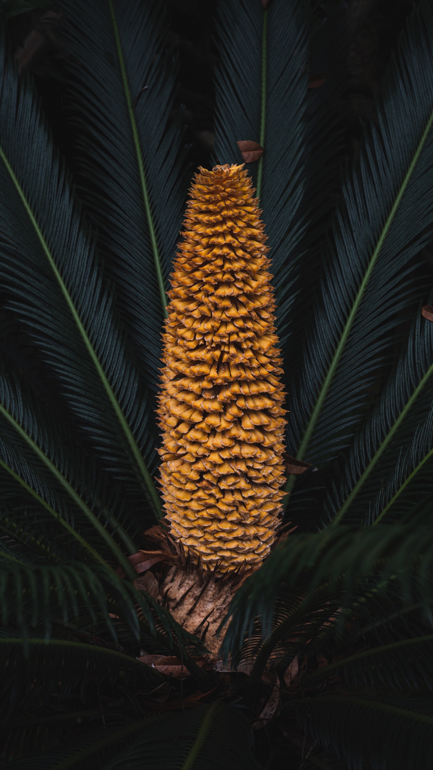 Обои лист, Сахарная сосна, растение, цветок, ботаники в разрешении 1440x2560