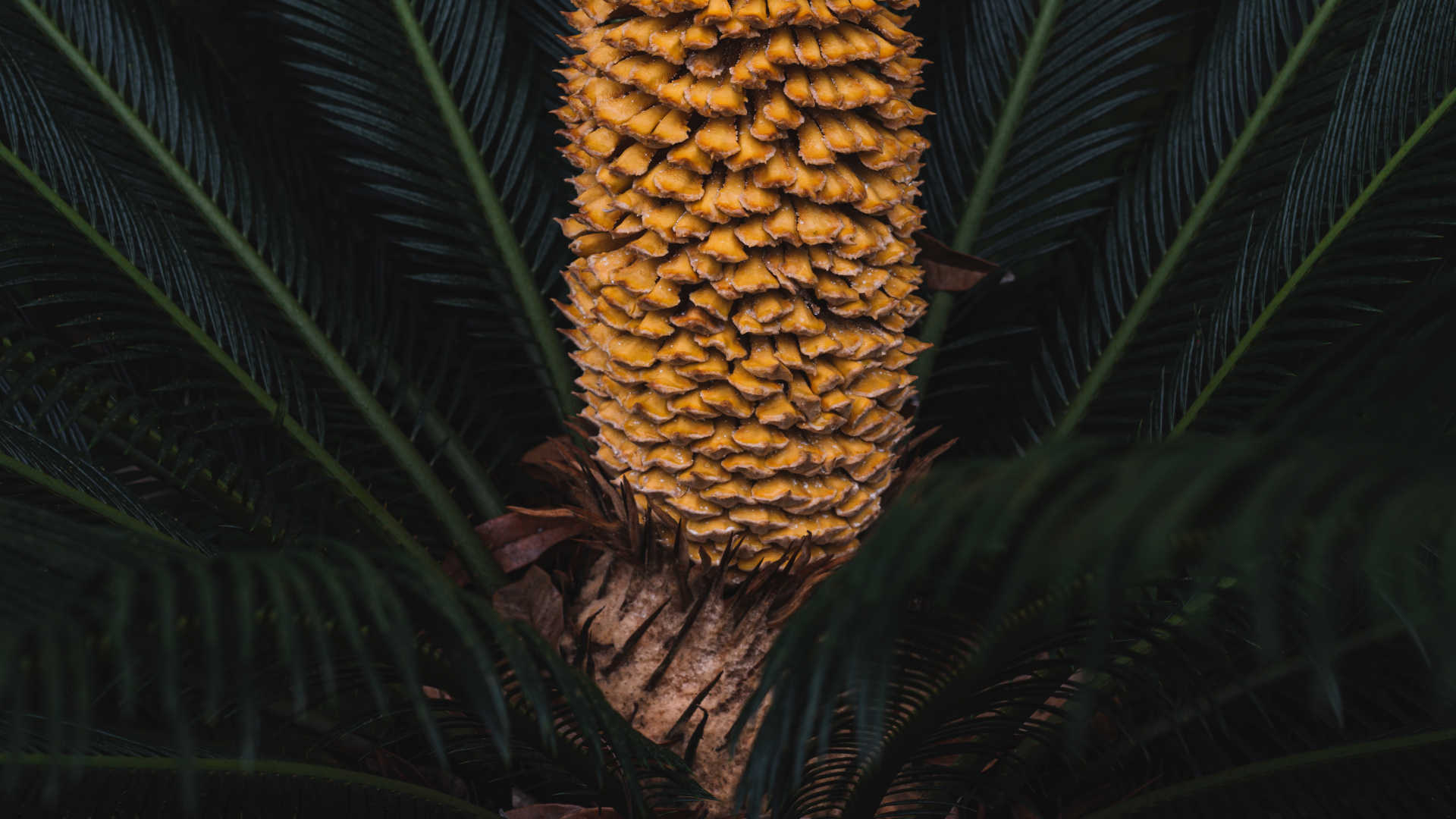 Обои лист, Сахарная сосна, растение, цветок, ботаники в разрешении 1920x1080