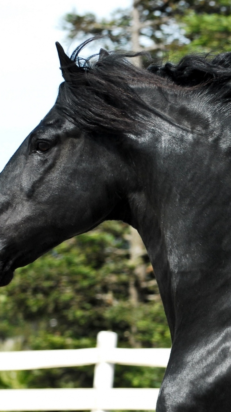 Обои Фризская лошадь, жеребец, кобыла, конь, грива в разрешении 750x1334