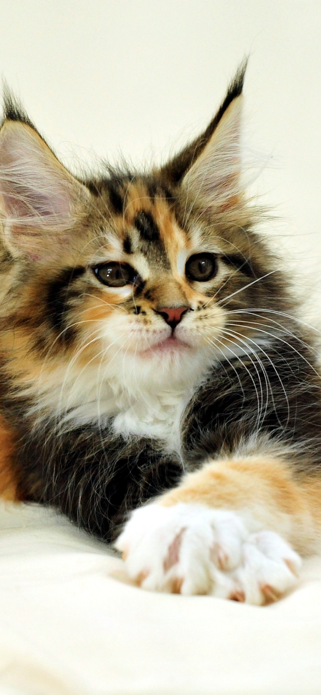 Обои мейн кун, котенок, шотландская вислоухая, кот, кошачьих в разрешении 1125x2436