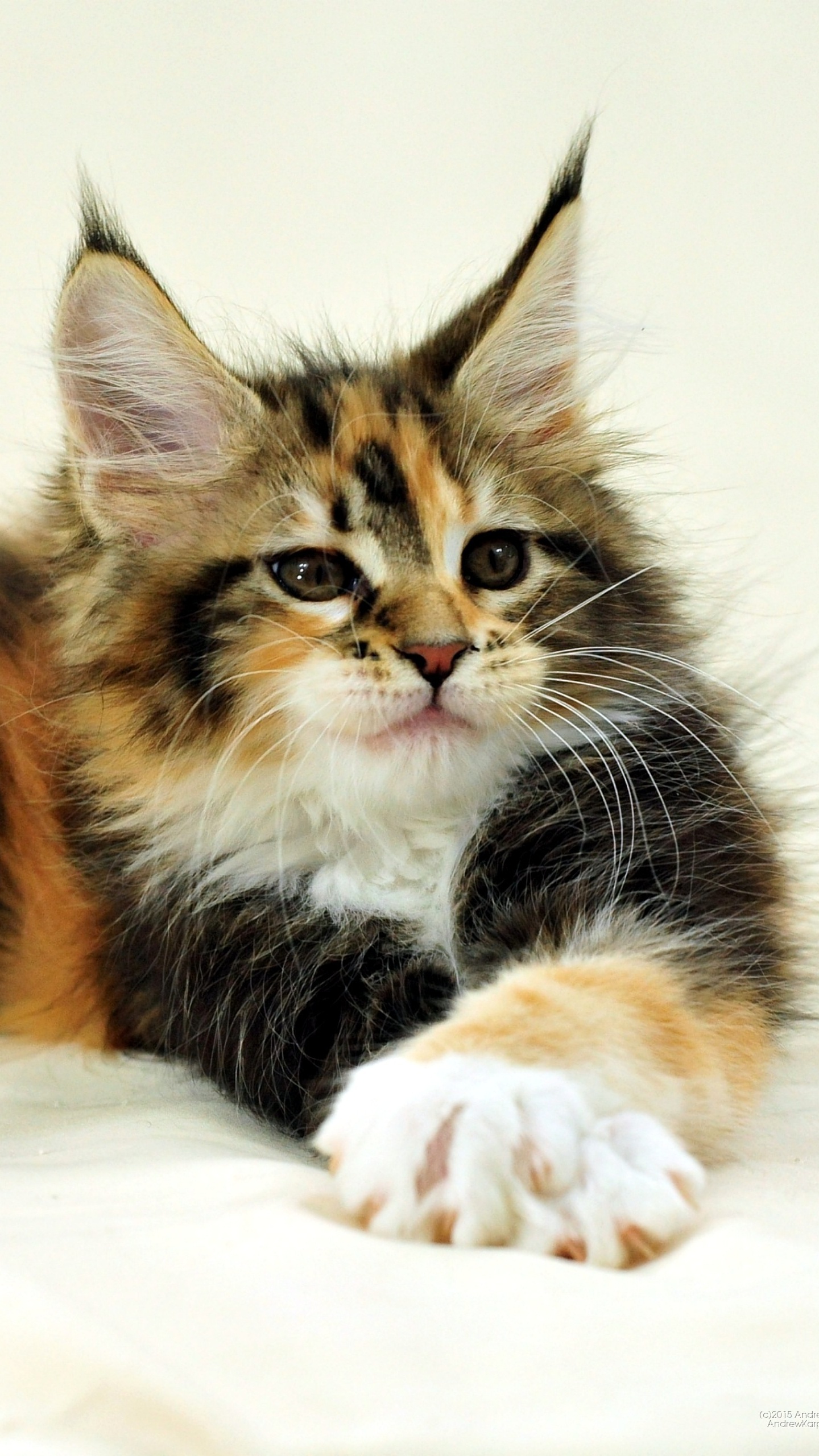 Обои мейн кун, котенок, шотландская вислоухая, кот, кошачьих в разрешении 1440x2560