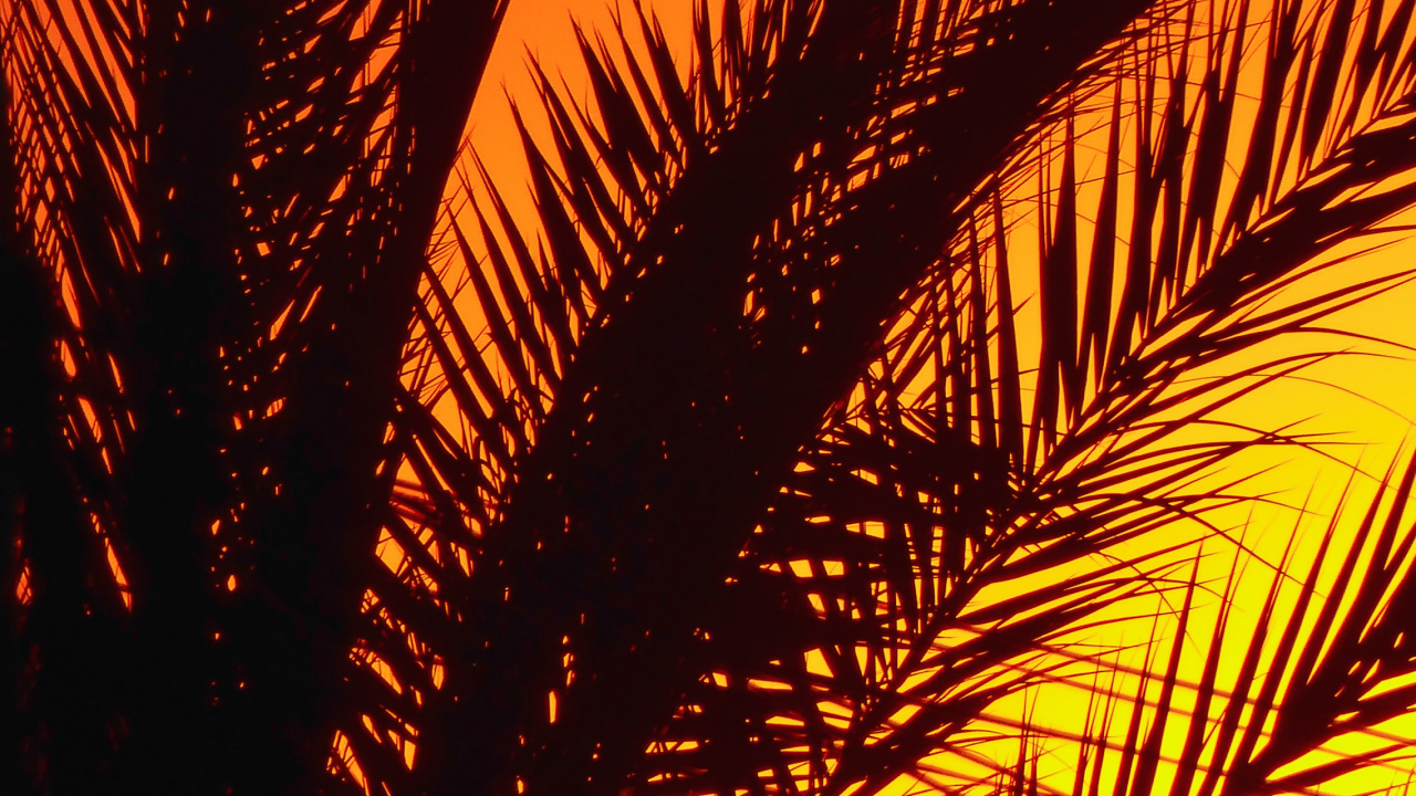 Обои пальмовые рощи, растение, послесвечение, Янтарь, лист в разрешении 1280x720