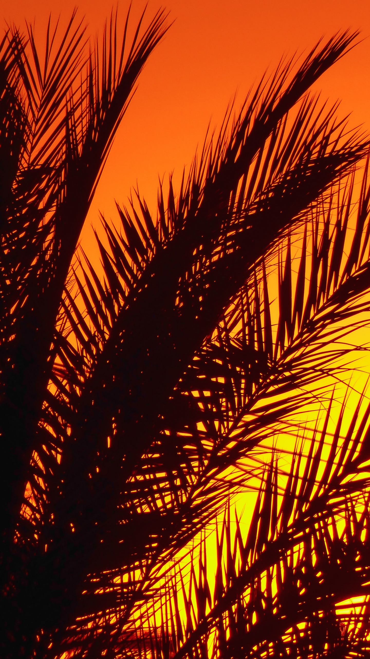 Обои пальмовые рощи, растение, послесвечение, Янтарь, лист в разрешении 1440x2560