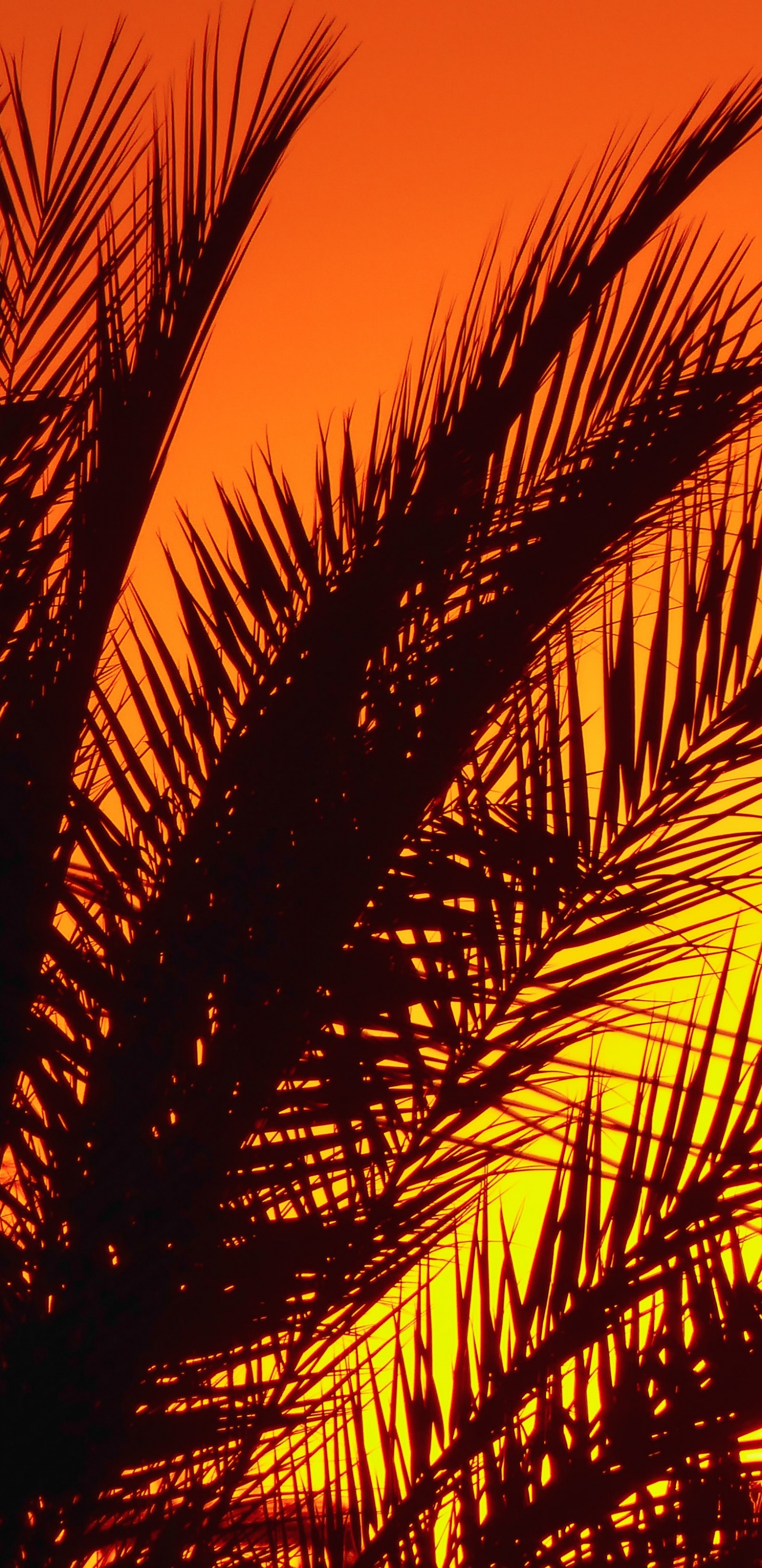 Обои пальмовые рощи, растение, послесвечение, Янтарь, лист в разрешении 1440x2960