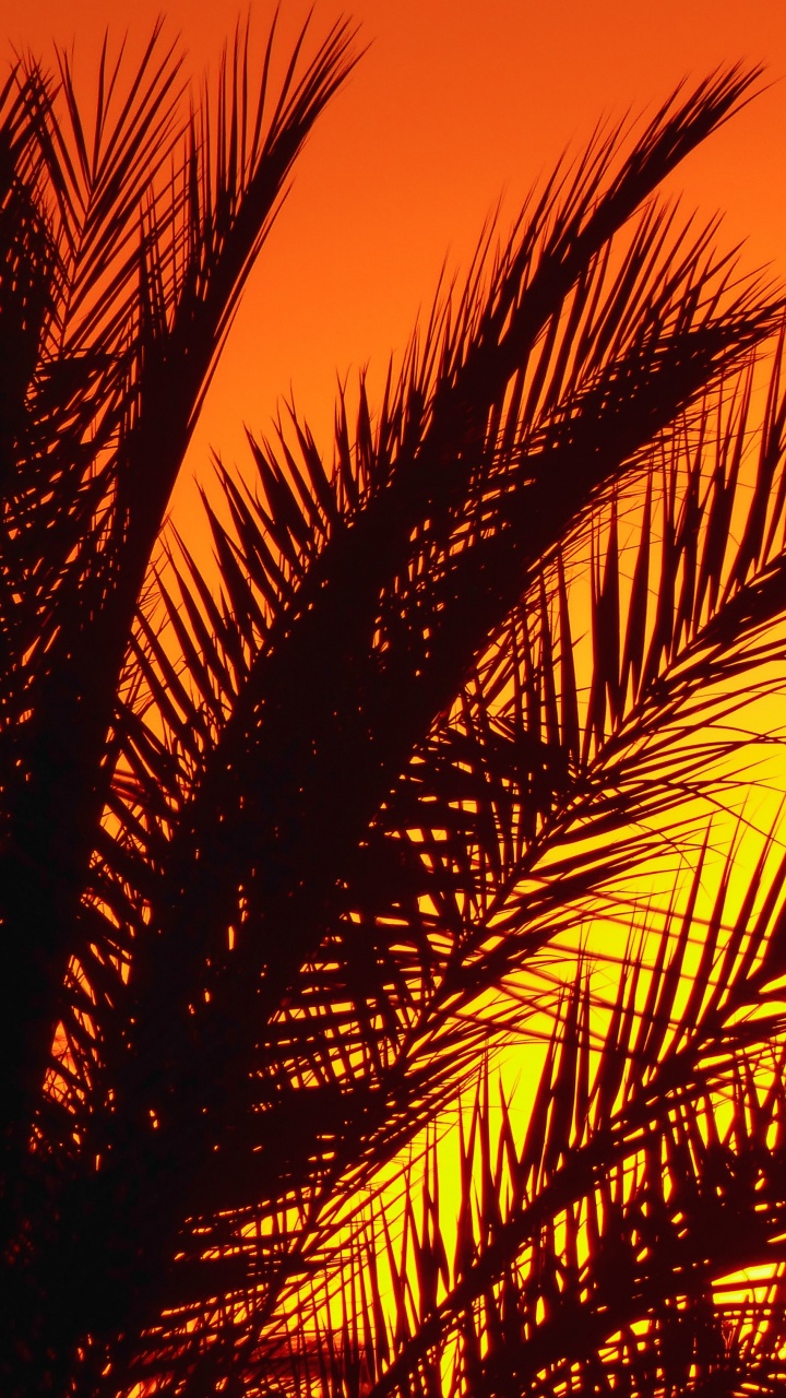 Обои пальмовые рощи, растение, послесвечение, Янтарь, лист в разрешении 720x1280
