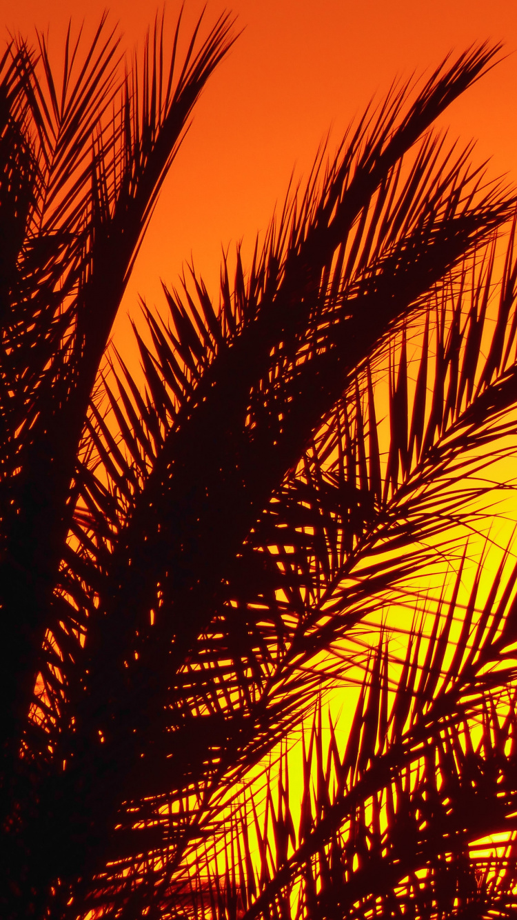 Обои пальмовые рощи, растение, послесвечение, Янтарь, лист в разрешении 750x1334