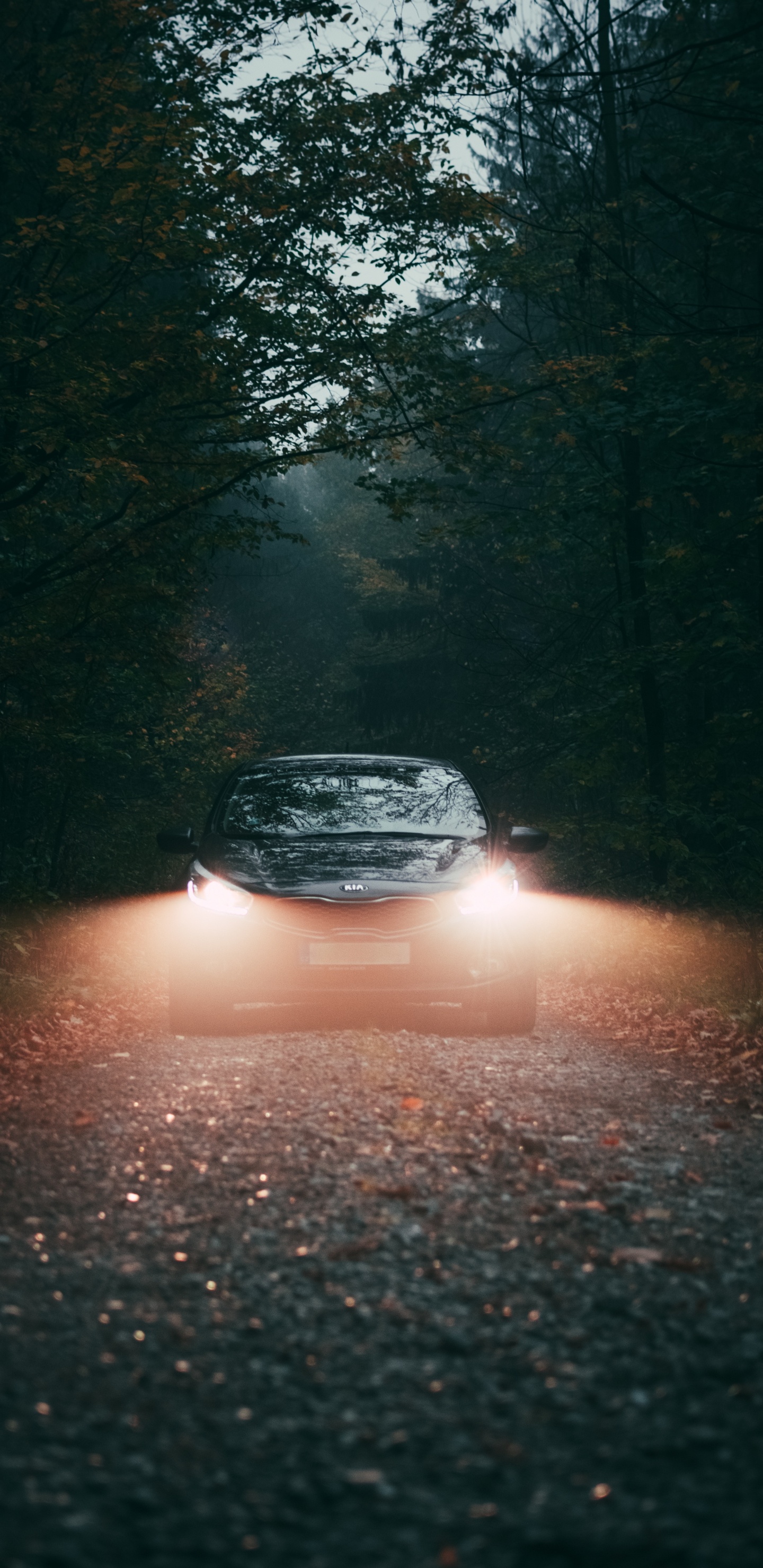 Обои яблоко, ночь, автомобильное освещение, авто, автомобильный экстерьер в разрешении 1440x2960