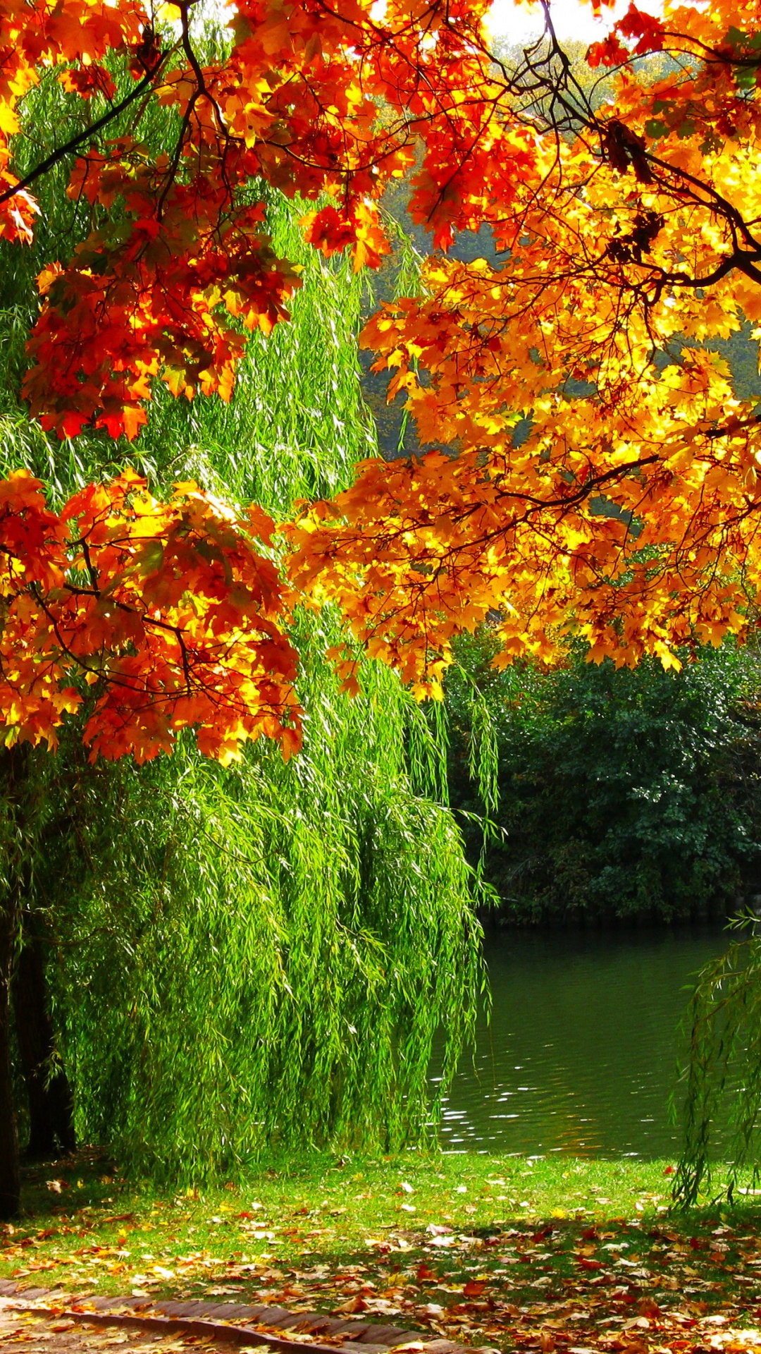 Обои осень, Осенняя окраска листьев, дерево, лист, природа в разрешении 1080x1920
