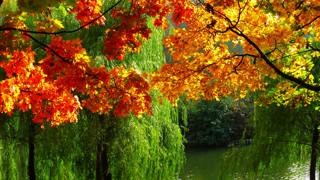 Обои осень, Осенняя окраска листьев, дерево, лист, природа в разрешении 1280x720
