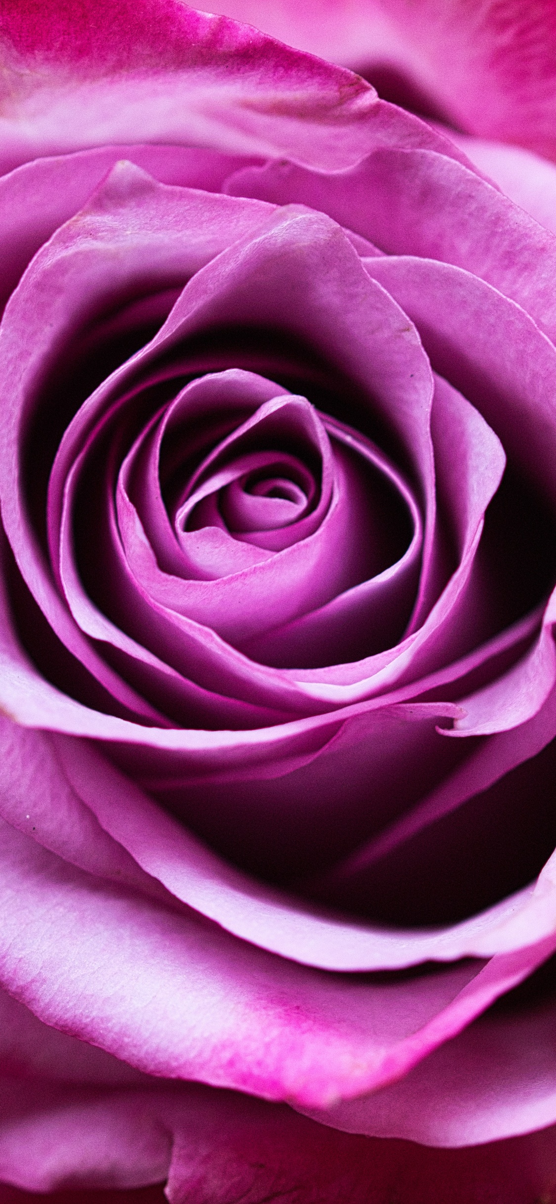 Обои Роза, цветок, розовый, сад роз, лепесток в разрешении 1125x2436