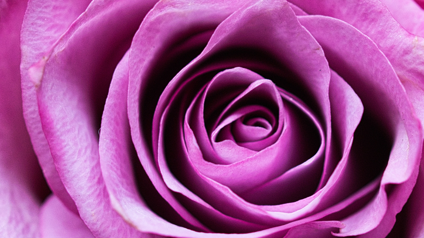 Обои Роза, цветок, розовый, сад роз, лепесток в разрешении 1366x768