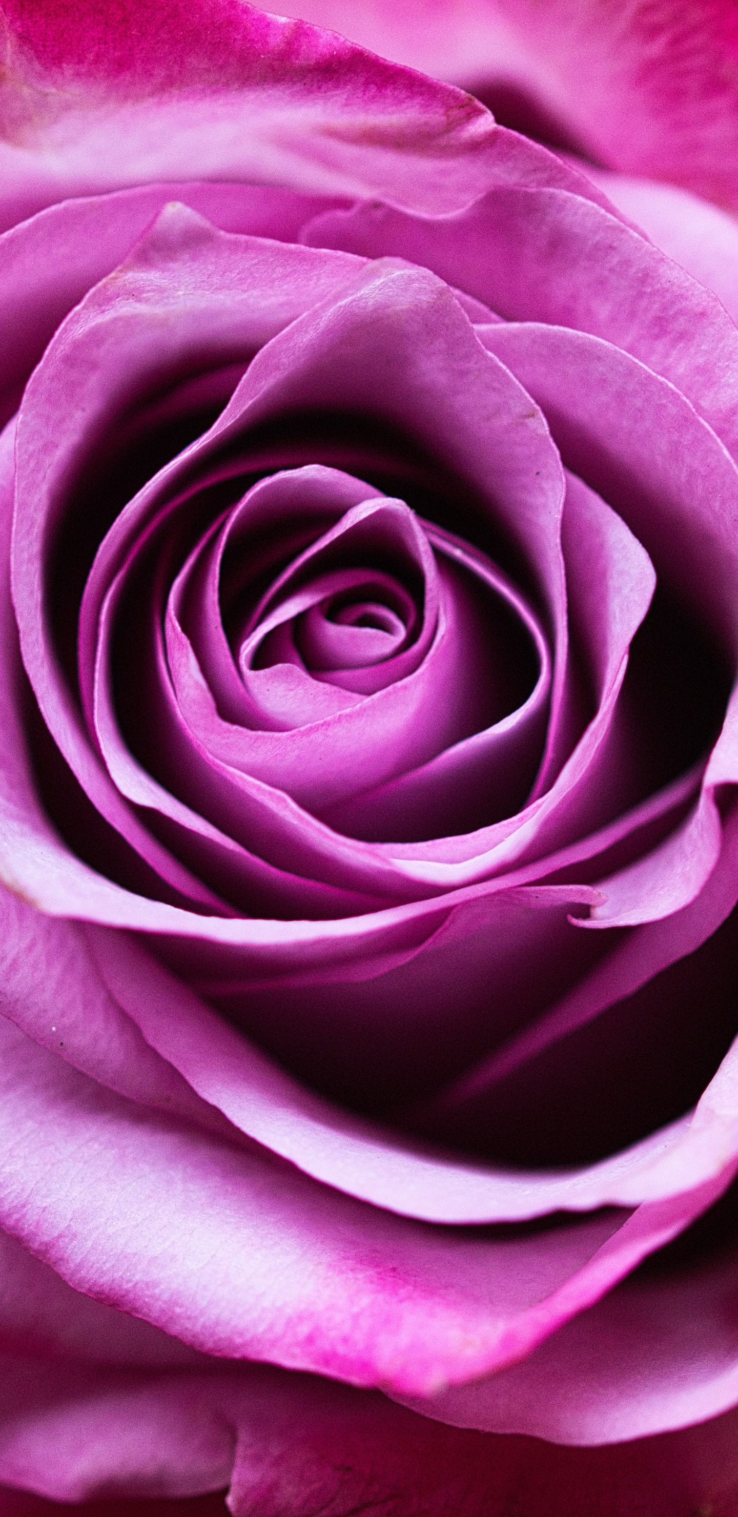 Обои Роза, цветок, розовый, сад роз, лепесток в разрешении 1440x2960