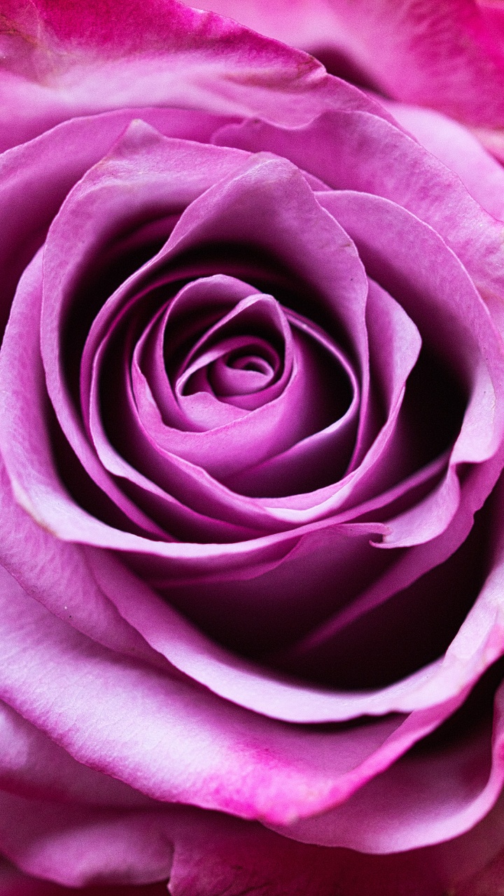 Обои Роза, цветок, розовый, сад роз, лепесток в разрешении 720x1280