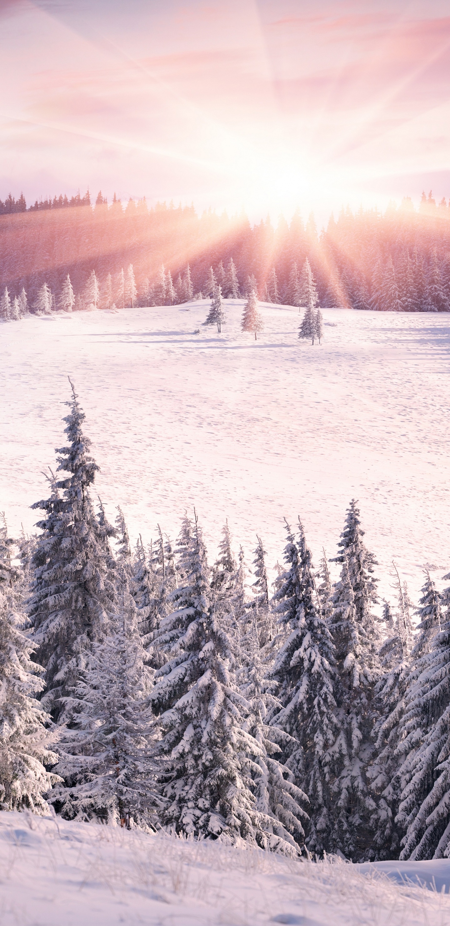Обои зима, снег, гора, дерево, горный рельеф в разрешении 1440x2960