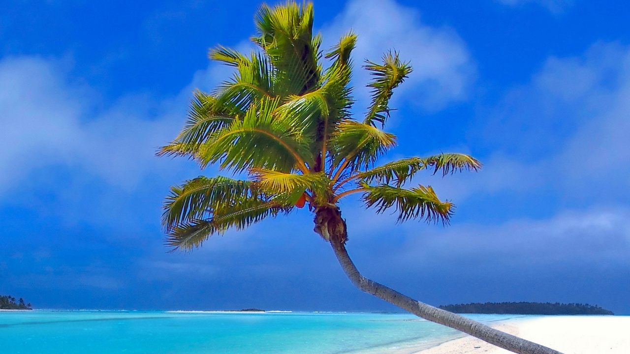 Обои тропическая зона, природа, дерево, Карибский бассейн, Пальма в разрешении 1280x720