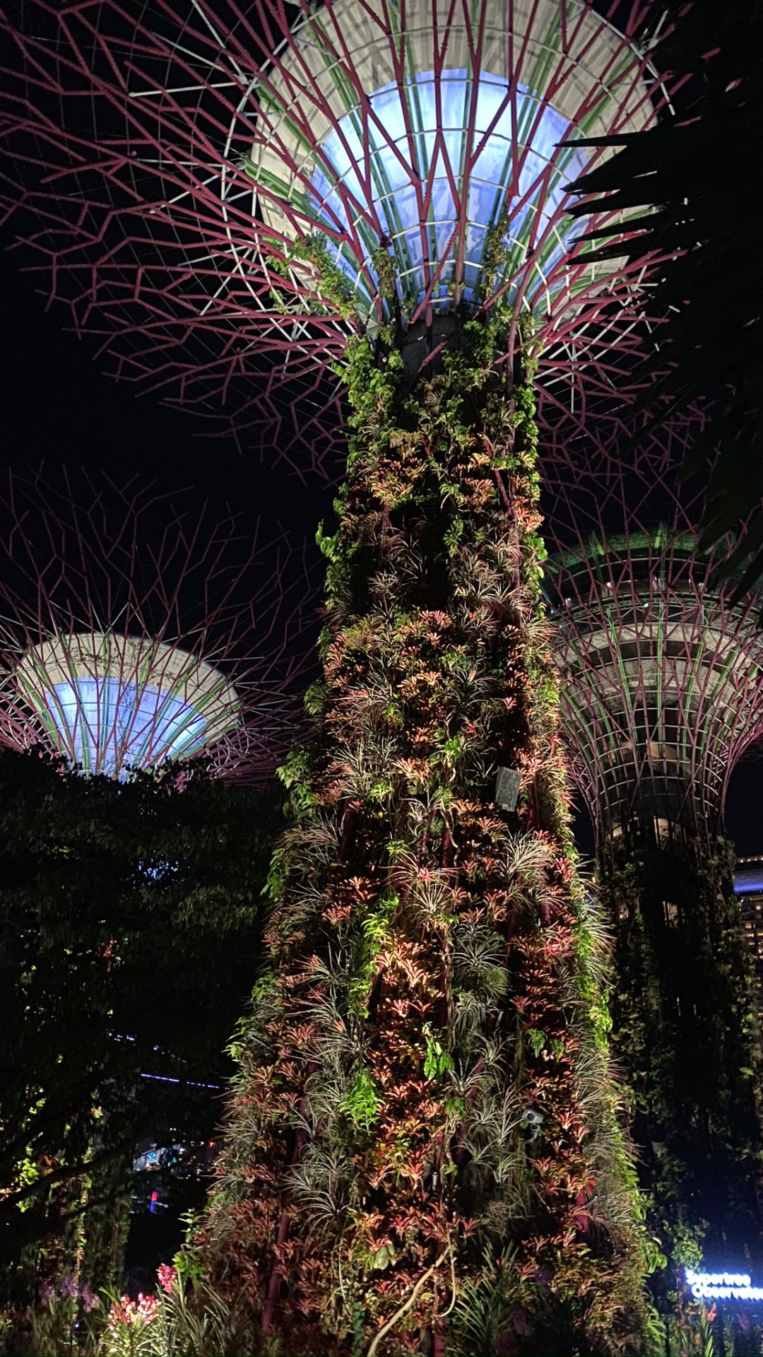 Обои Сингапур, природа, пальмовые рощи, ночь, пурпур в разрешении 1080x1920