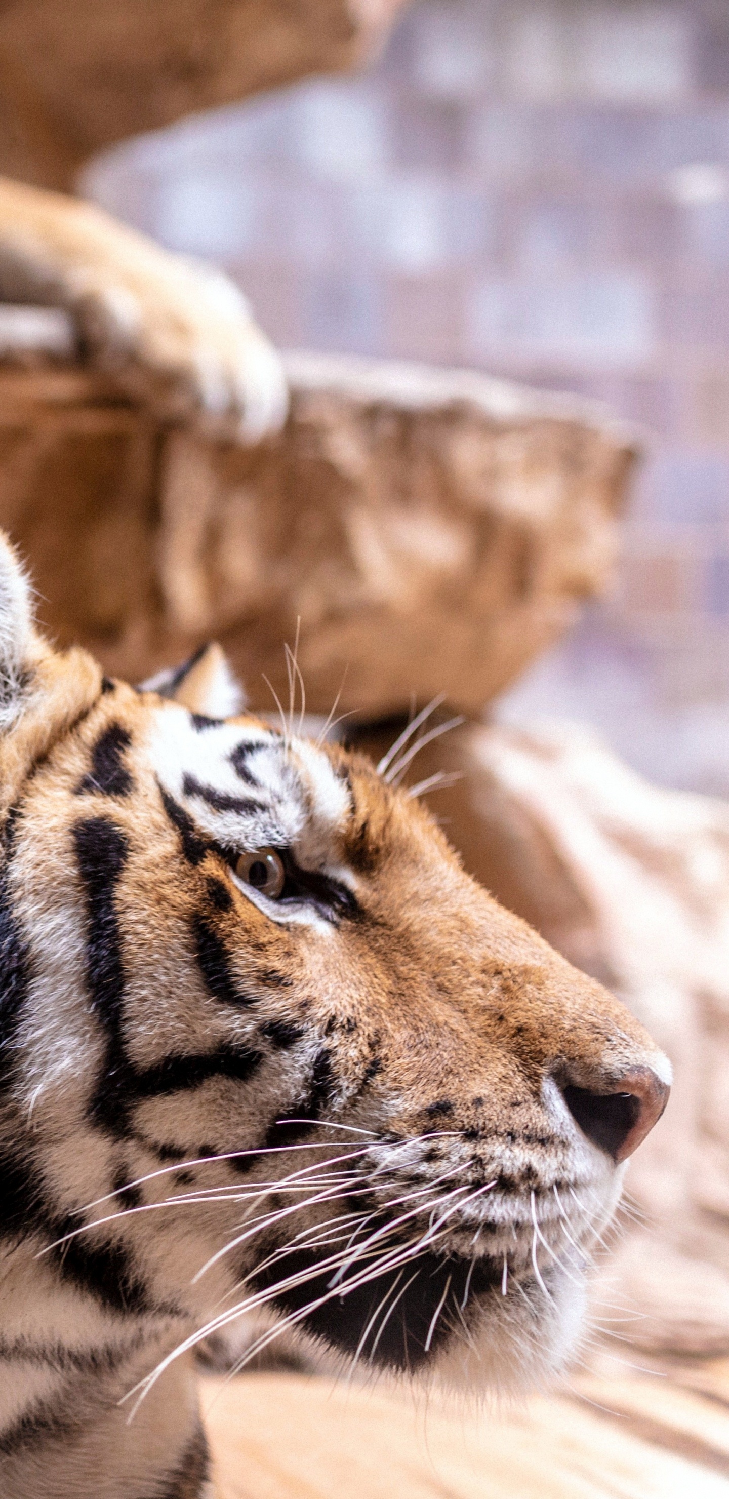 Обои тигр, Лев, большая кошка, бенгальский тигр, Амурский тигр в разрешении 1440x2960