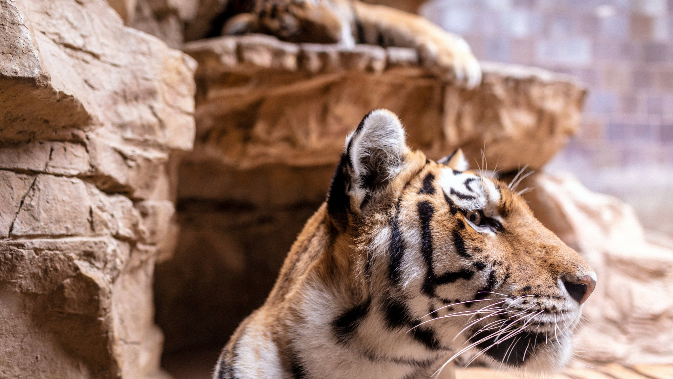 Обои тигр, Лев, большая кошка, бенгальский тигр, Амурский тигр в разрешении 2560x1440