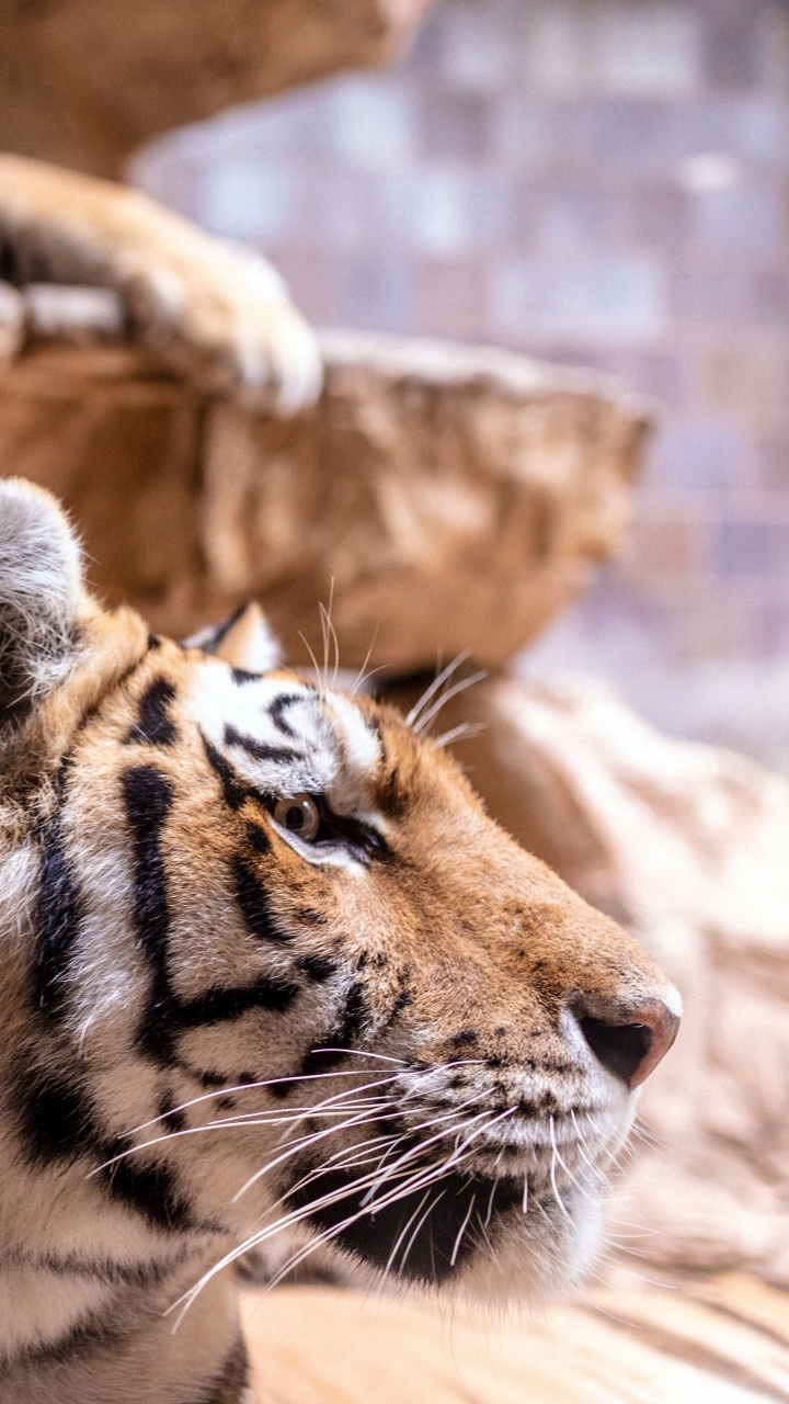 Обои тигр, Лев, большая кошка, бенгальский тигр, Амурский тигр в разрешении 720x1280