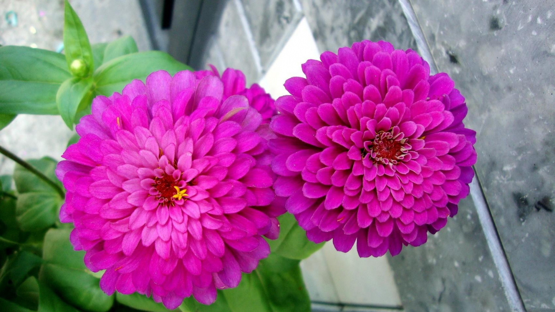 Обои георгин, цветковое растение, однолетнее растение, растение, лепесток в разрешении 1920x1080