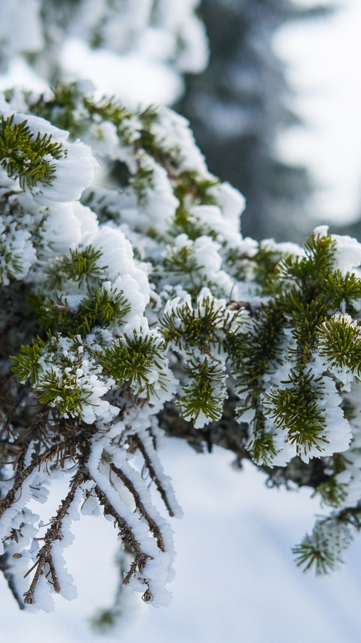 Обои зима, ель, сосна, ветвь, дерево в разрешении 720x1280