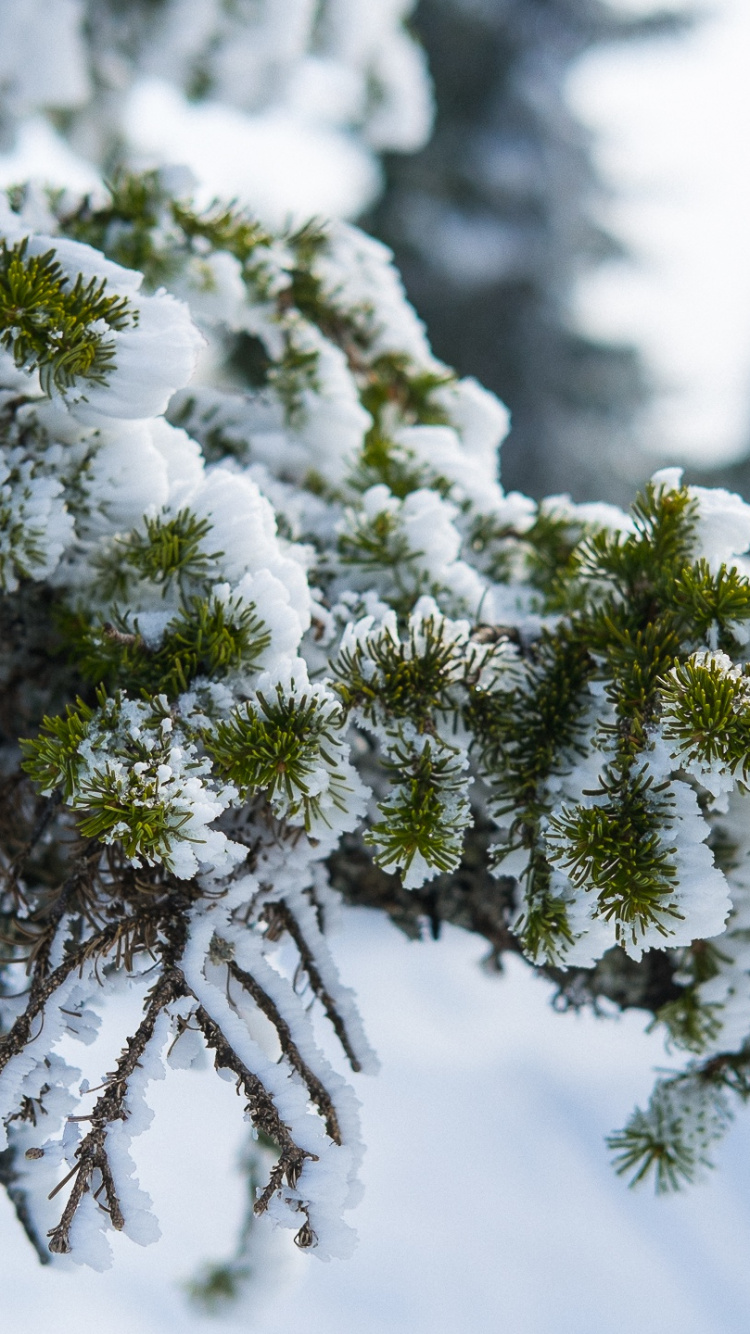 Обои зима, ель, сосна, ветвь, дерево в разрешении 750x1334