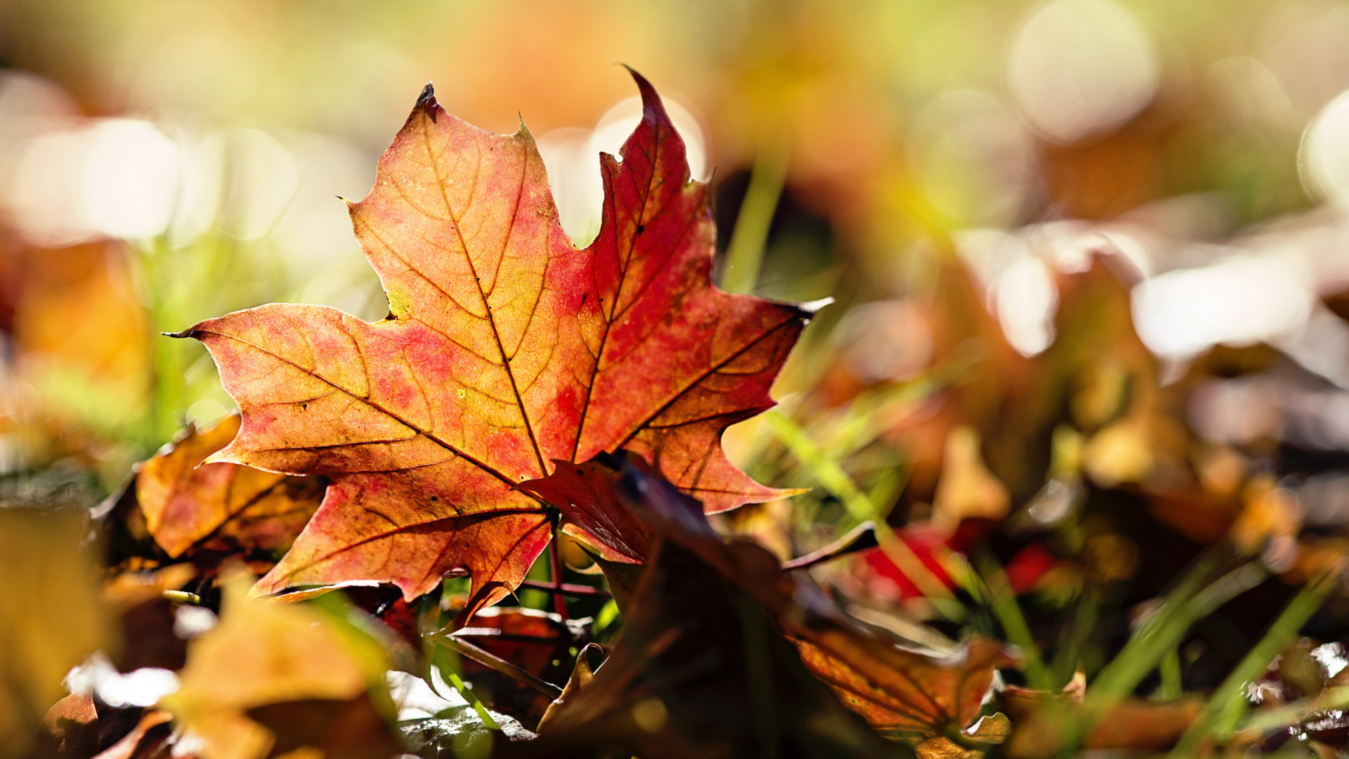 Обои осень, лист, кленовый лист, растение, листопадные в разрешении 1920x1080