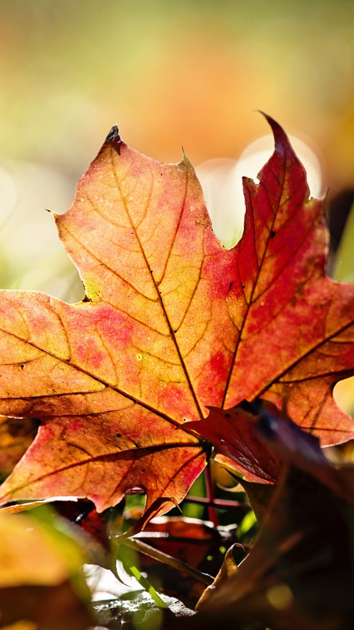 Обои осень, лист, кленовый лист, растение, листопадные в разрешении 720x1280