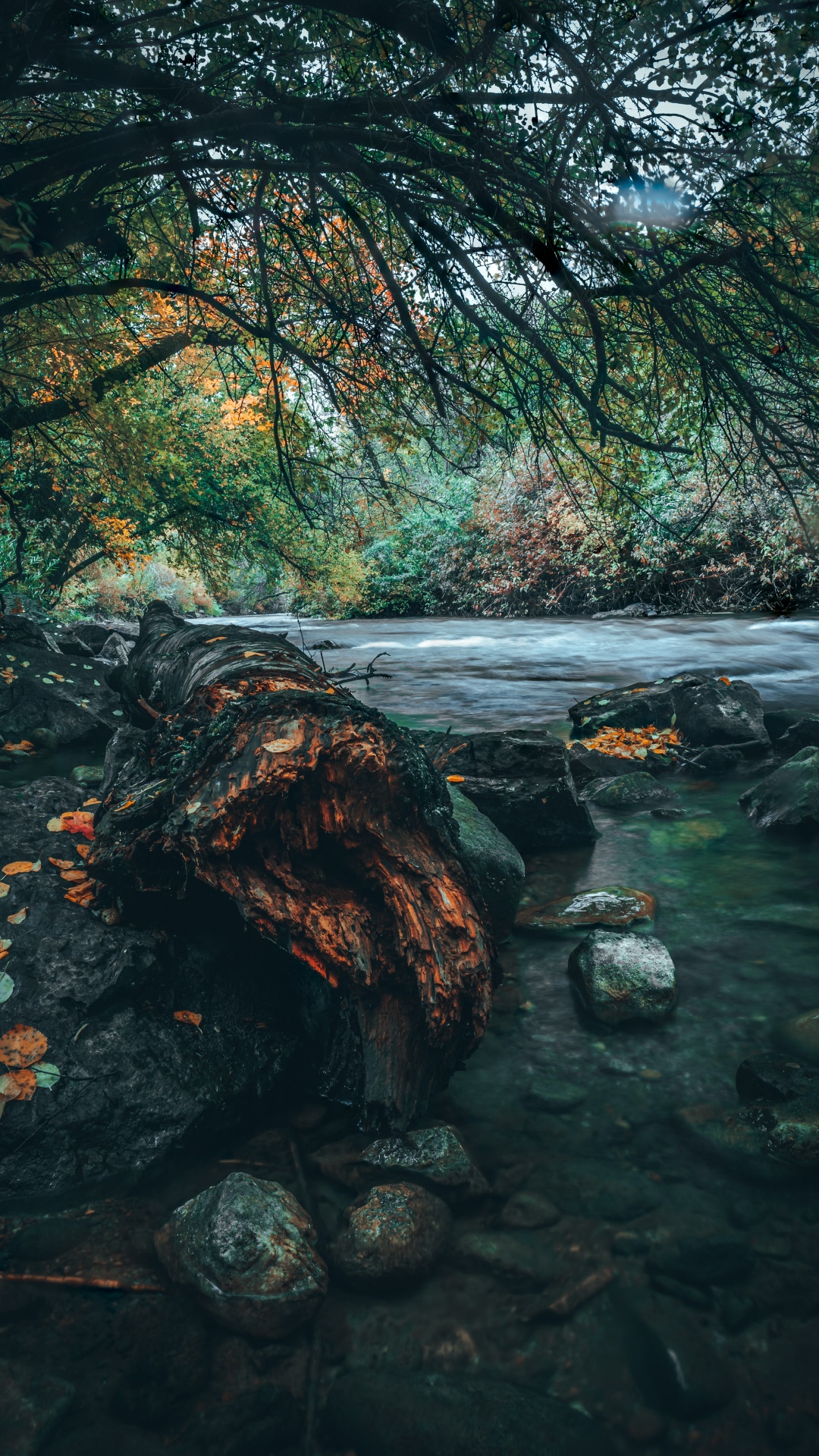 Обои дерево, природа, вода, природный ландшафт, зеленый в разрешении 1080x1920