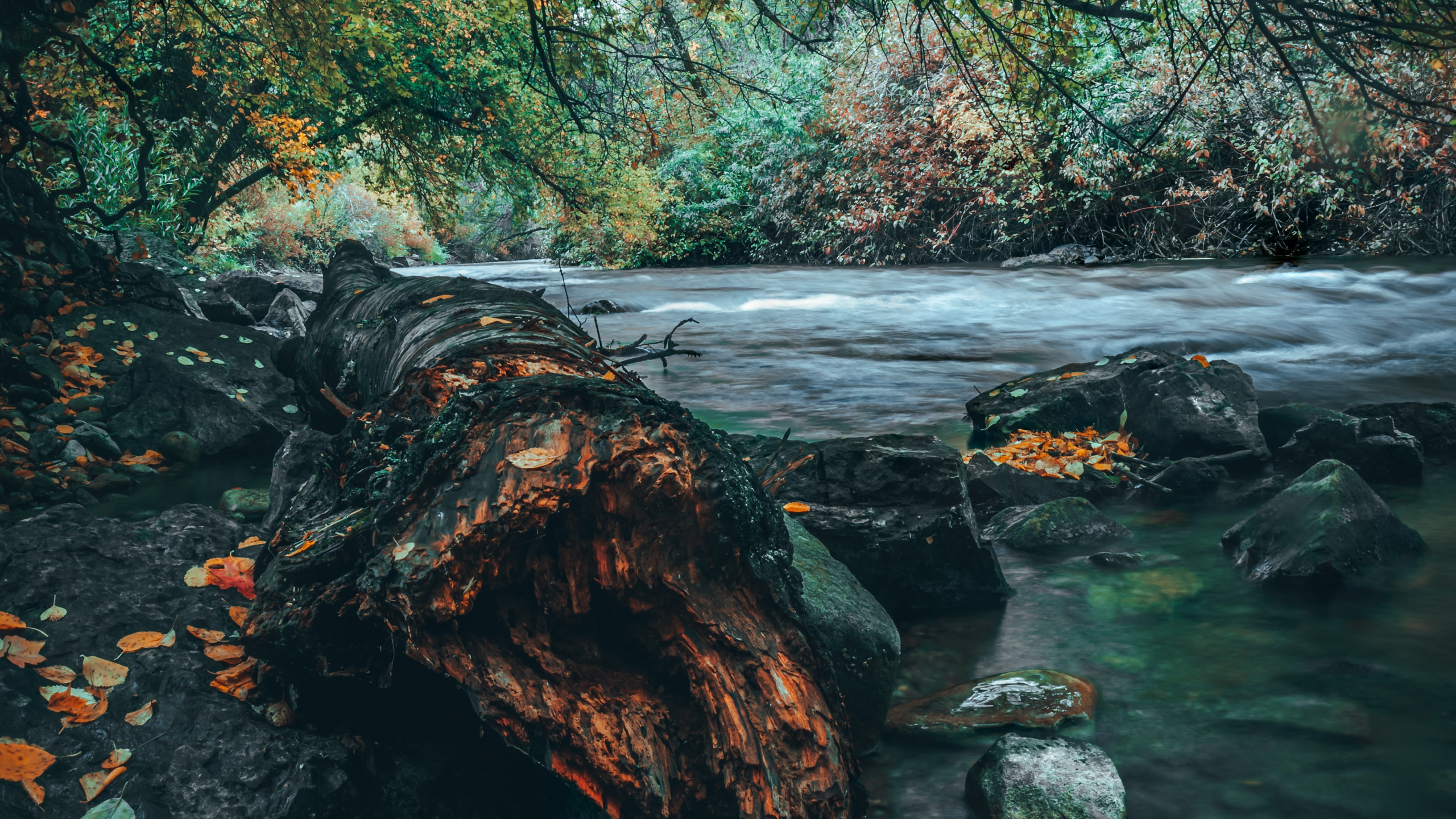 Обои дерево, природа, вода, природный ландшафт, зеленый в разрешении 2560x1440