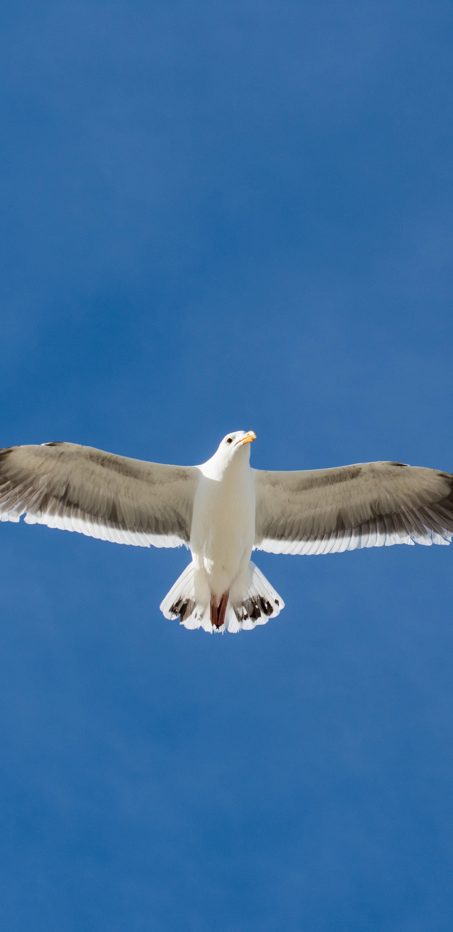 Обои чайки, европейская серебристая Чайка, птица, крыло, морская птица в разрешении 1440x2960