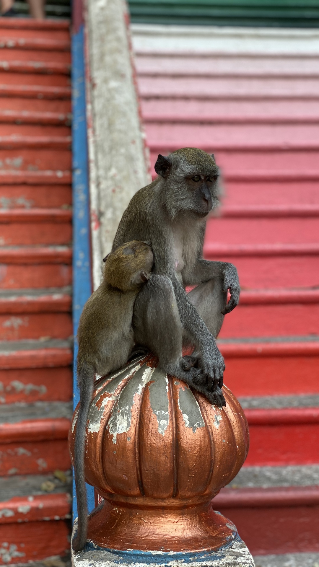 Обои примас, Старый мир обезьян, наука, биология, макака в разрешении 1080x1920