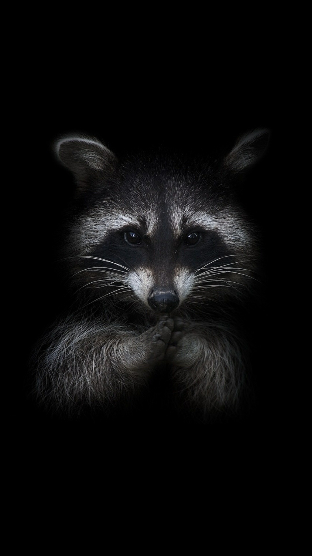 Обои одеяло, кошачьих, кошки малого и среднего размера, серый цвет, наземные животные в разрешении 1080x1920