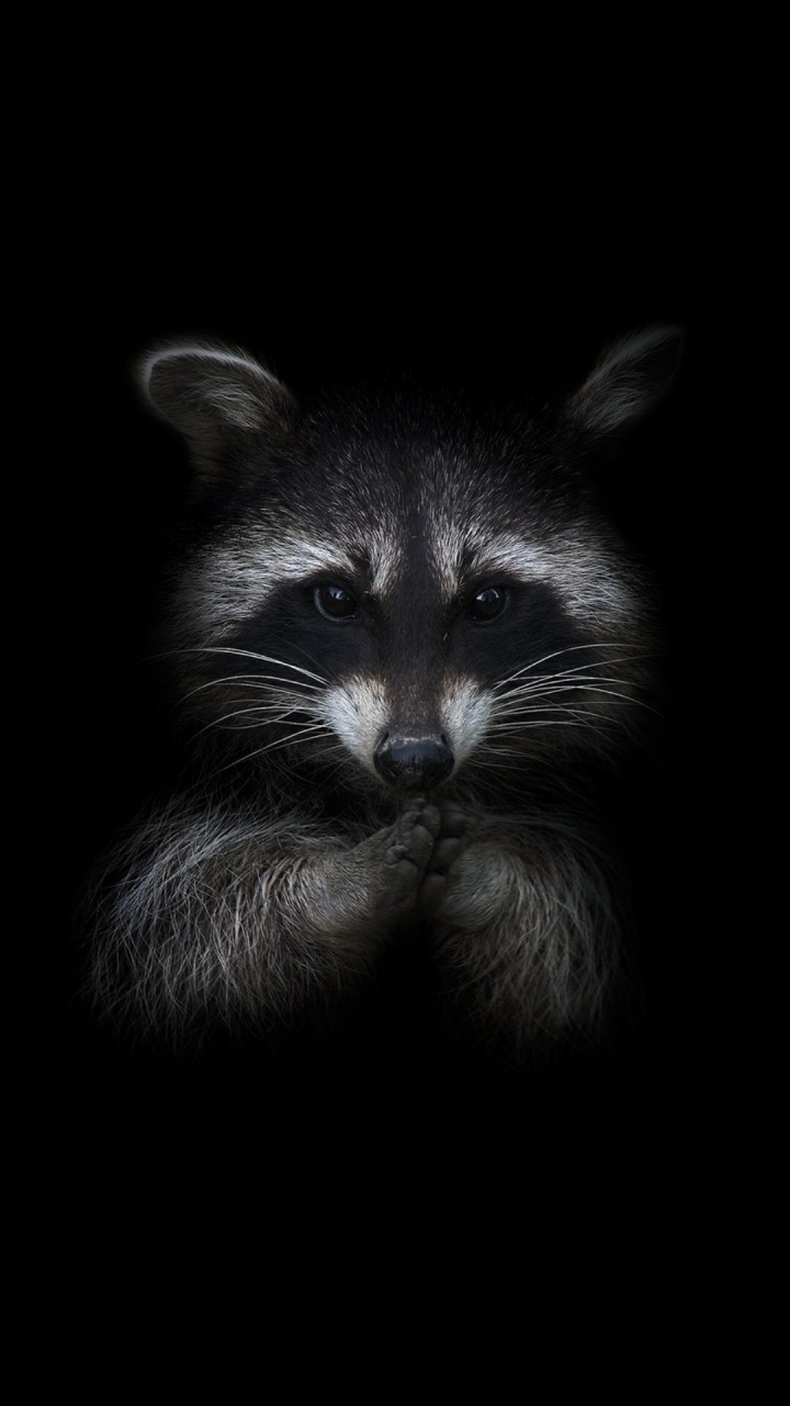 Обои одеяло, кошачьих, кошки малого и среднего размера, серый цвет, наземные животные в разрешении 720x1280