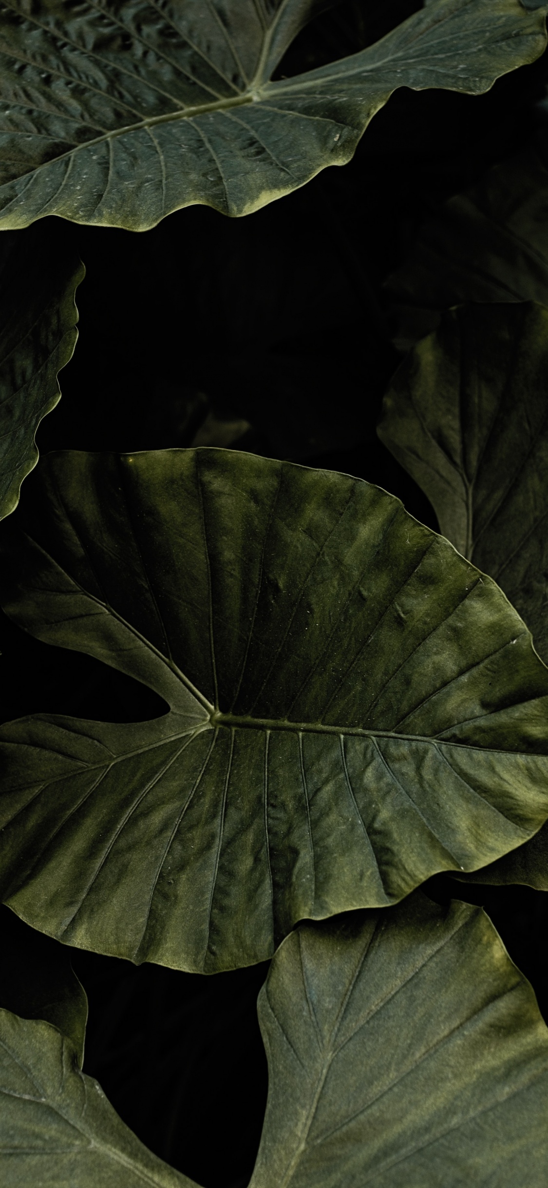 Обои лист, черный, зеленый, цветок, растение в разрешении 1125x2436