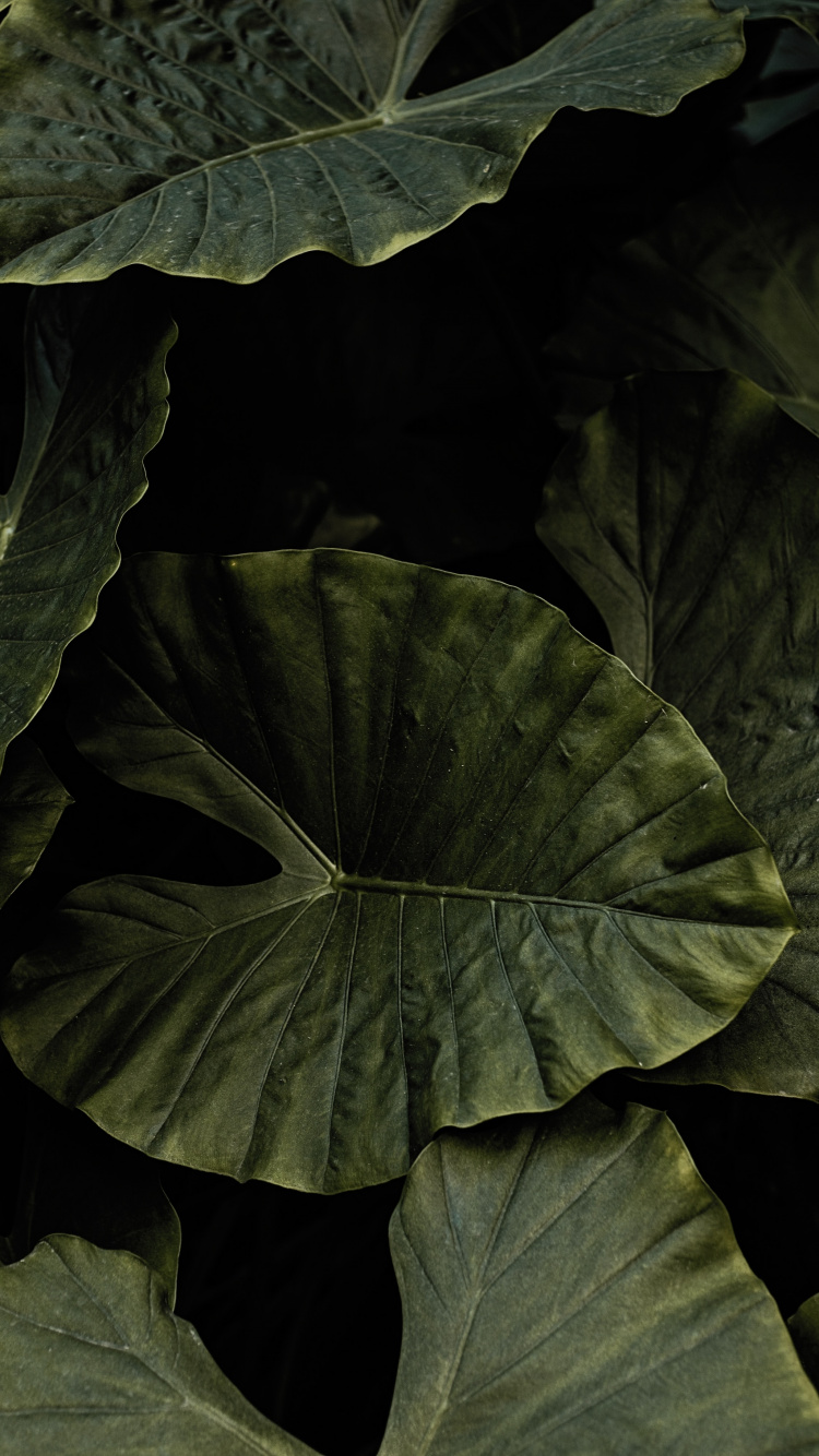 Обои лист, черный, зеленый, цветок, растение в разрешении 750x1334