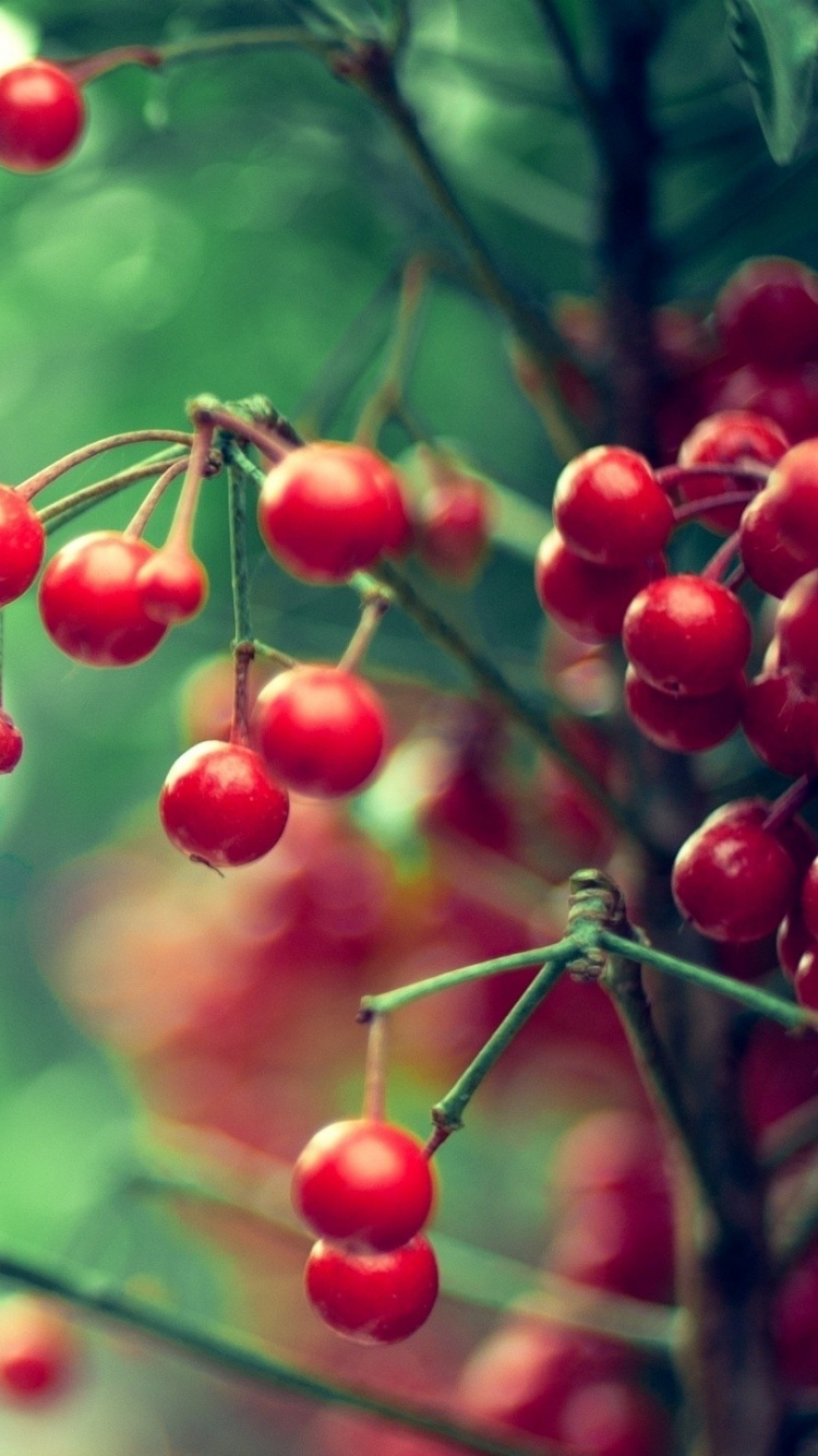 Обои природа, ветвь, красный цвет, зеленый, фрукты в разрешении 750x1334