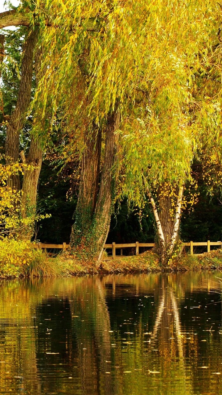 Обои дерево, природа, отражение, заболоченный рукав реки, Банк в разрешении 720x1280