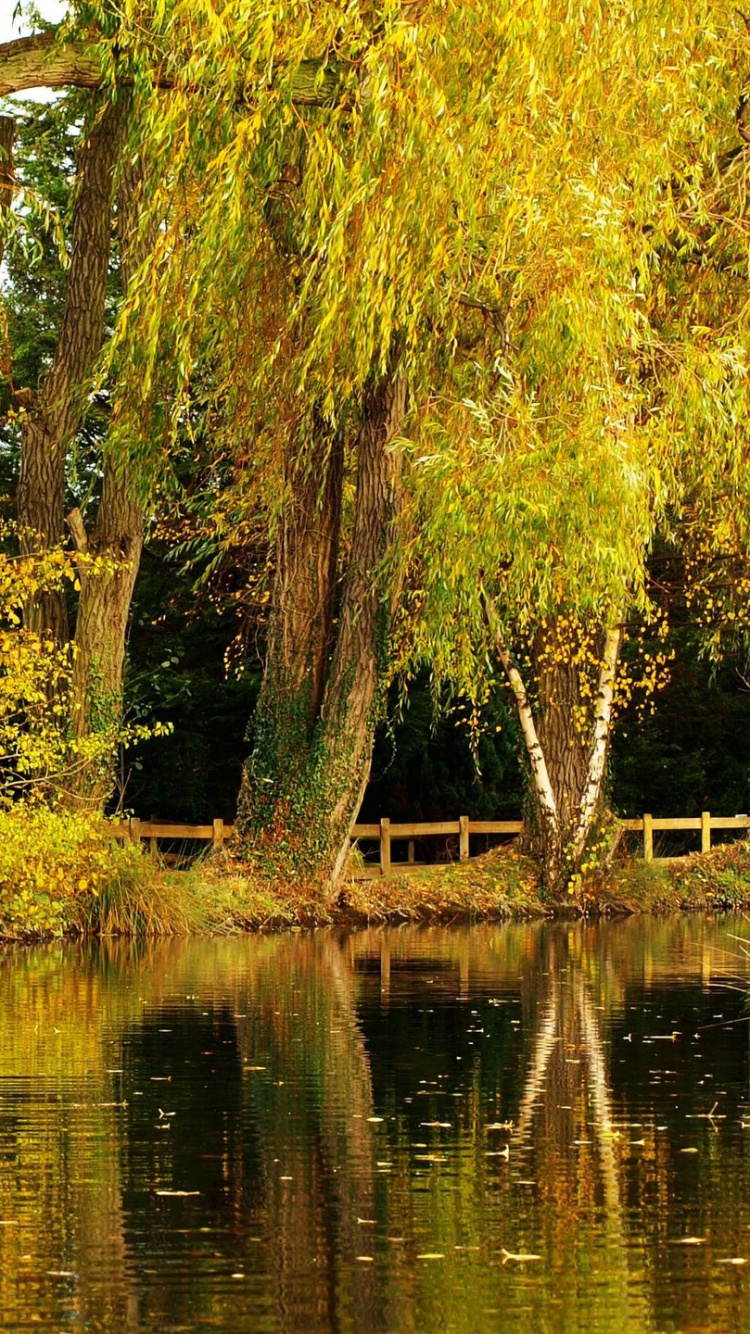 Обои дерево, природа, отражение, заболоченный рукав реки, Банк в разрешении 750x1334