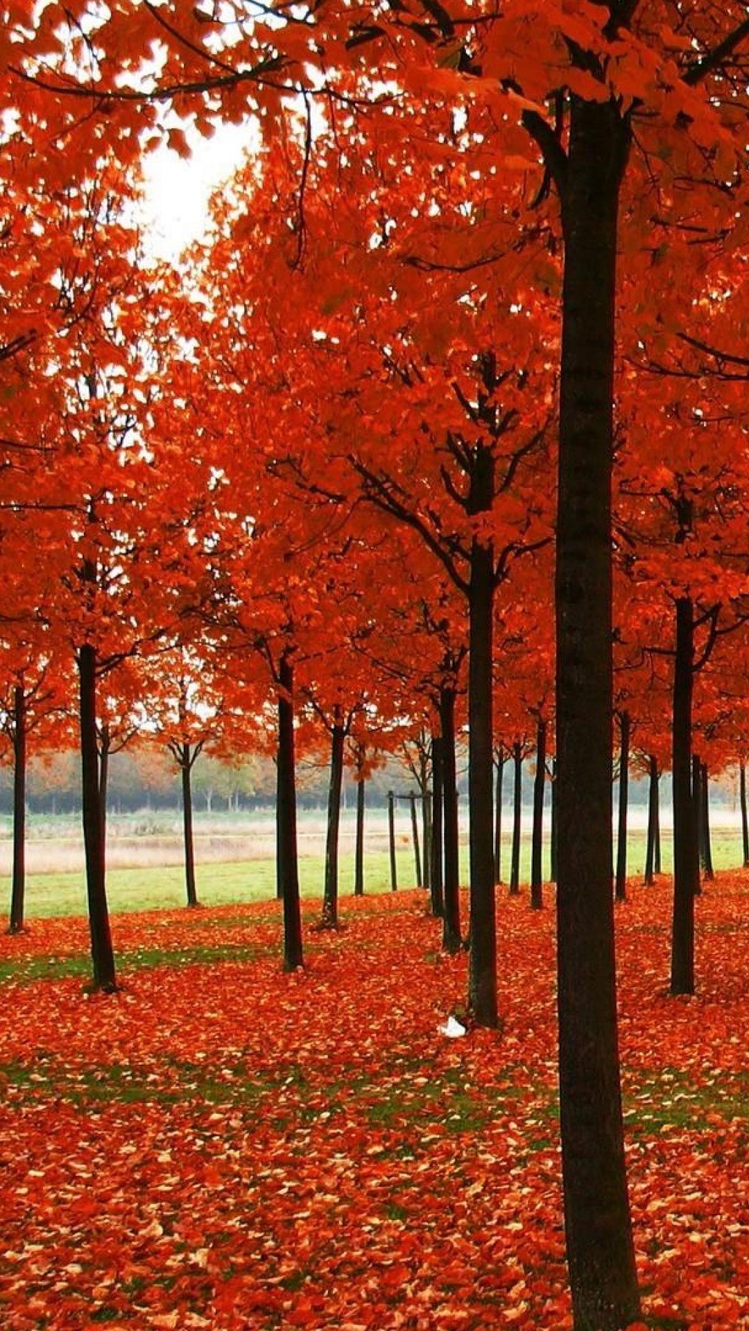 Обои осень, сезон, дерево, лист, листопадные в разрешении 1080x1920