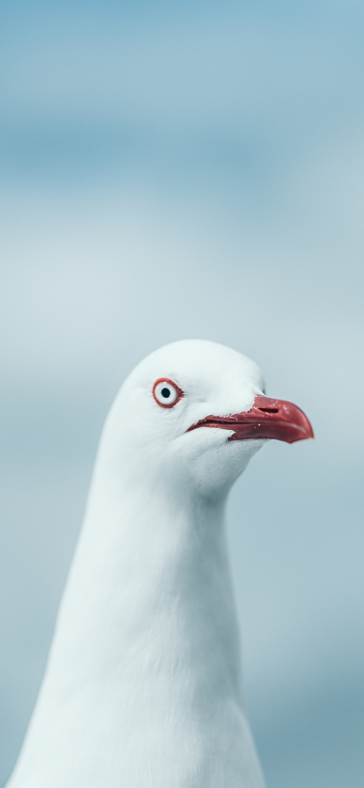 Обои чайки, клюв, птица, морская птица, Чайка в разрешении 1242x2688