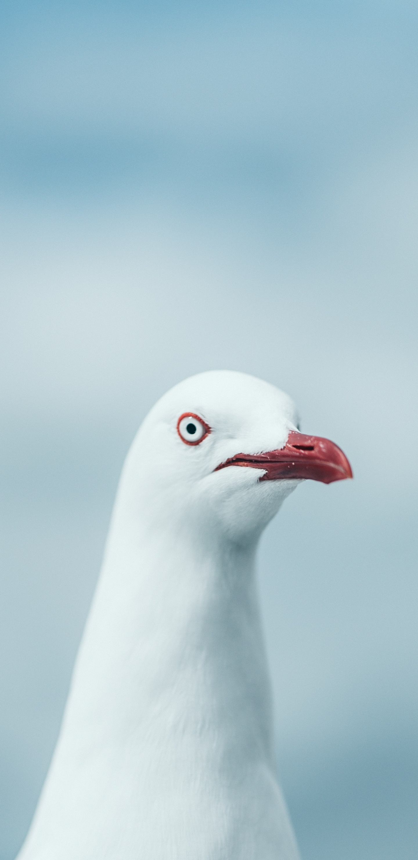 Обои чайки, клюв, птица, морская птица, Чайка в разрешении 1440x2960