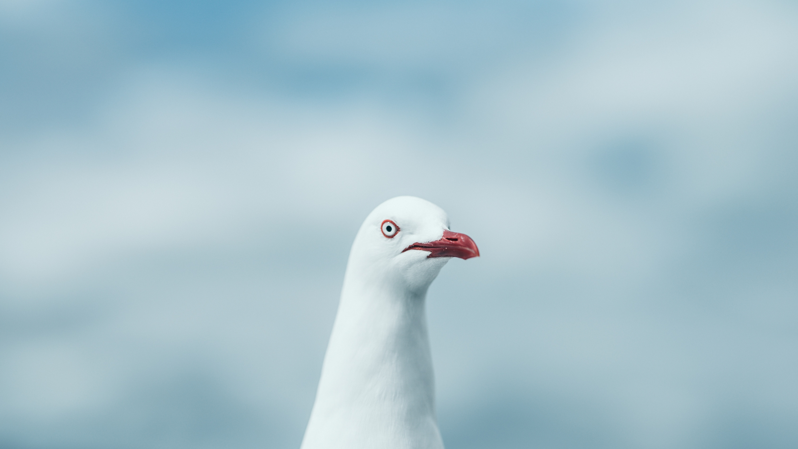 Обои чайки, клюв, птица, морская птица, Чайка в разрешении 2560x1440