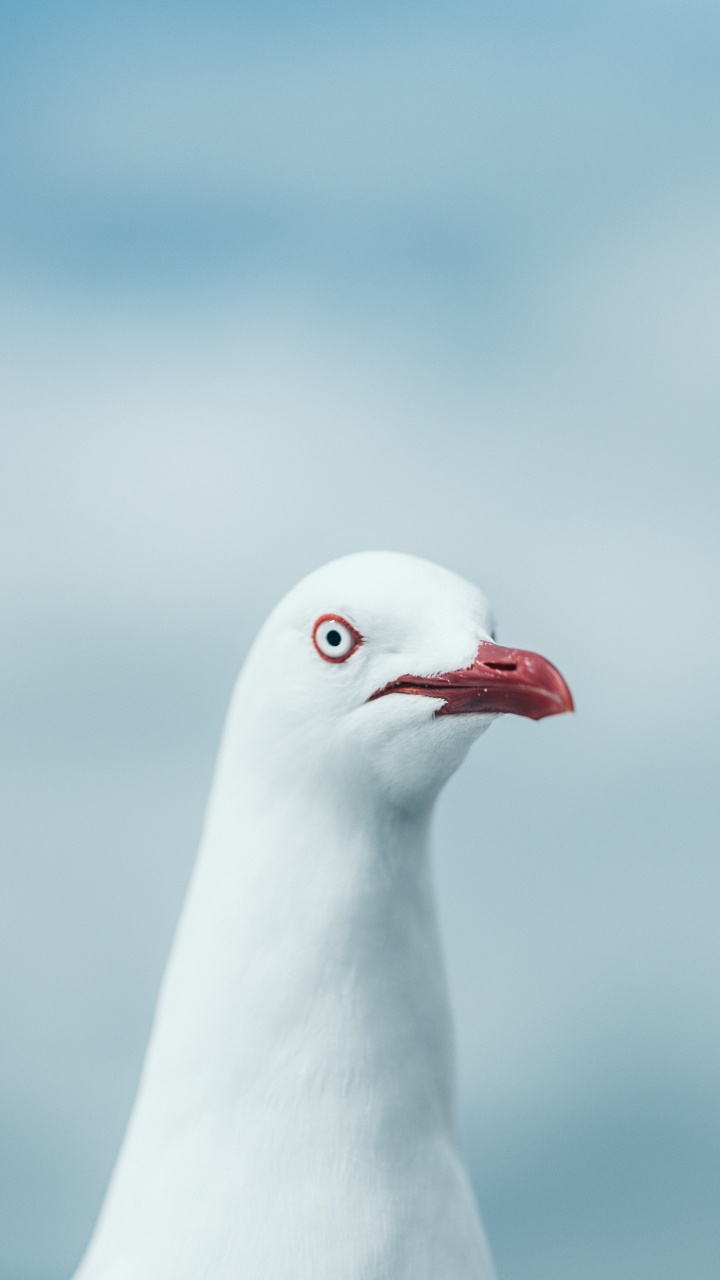 Обои чайки, клюв, птица, морская птица, Чайка в разрешении 720x1280