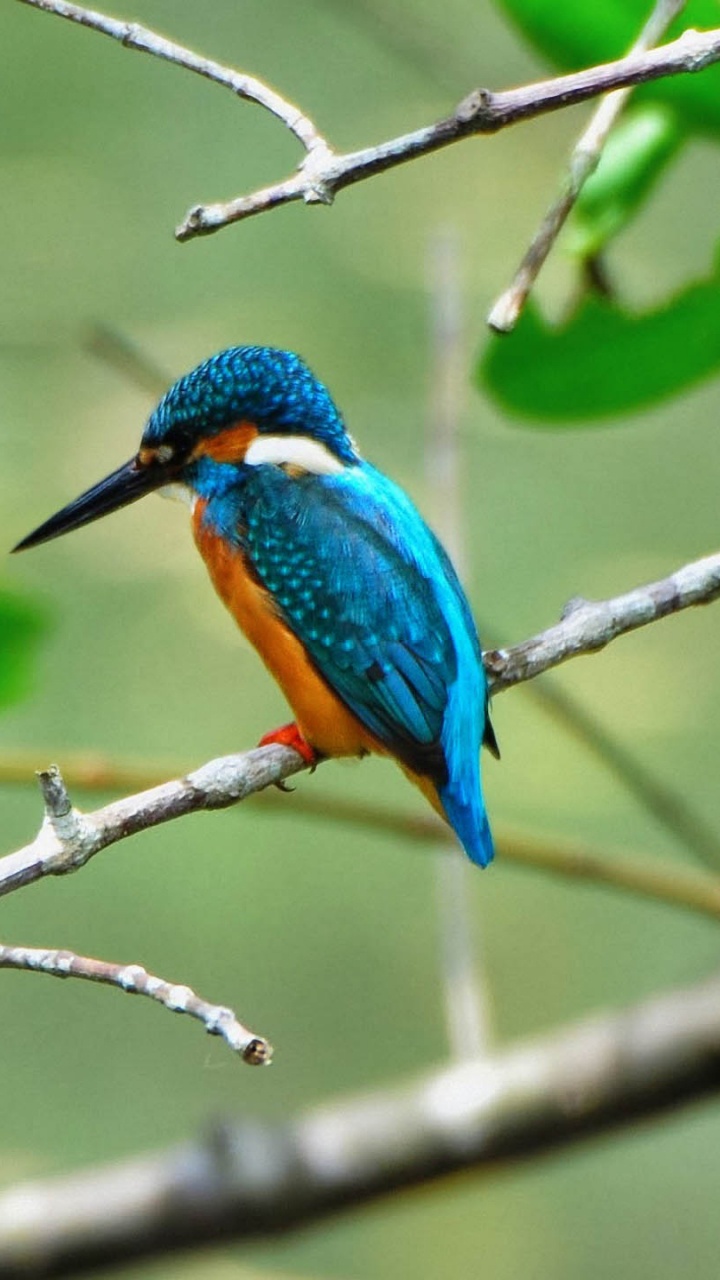 Обои клюв, Обыкновенный зимородок, ракшеобразных, птица, ветвь в разрешении 720x1280