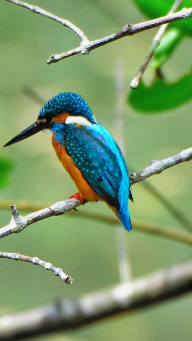 Обои клюв, Обыкновенный зимородок, ракшеобразных, птица, ветвь в разрешении 750x1334
