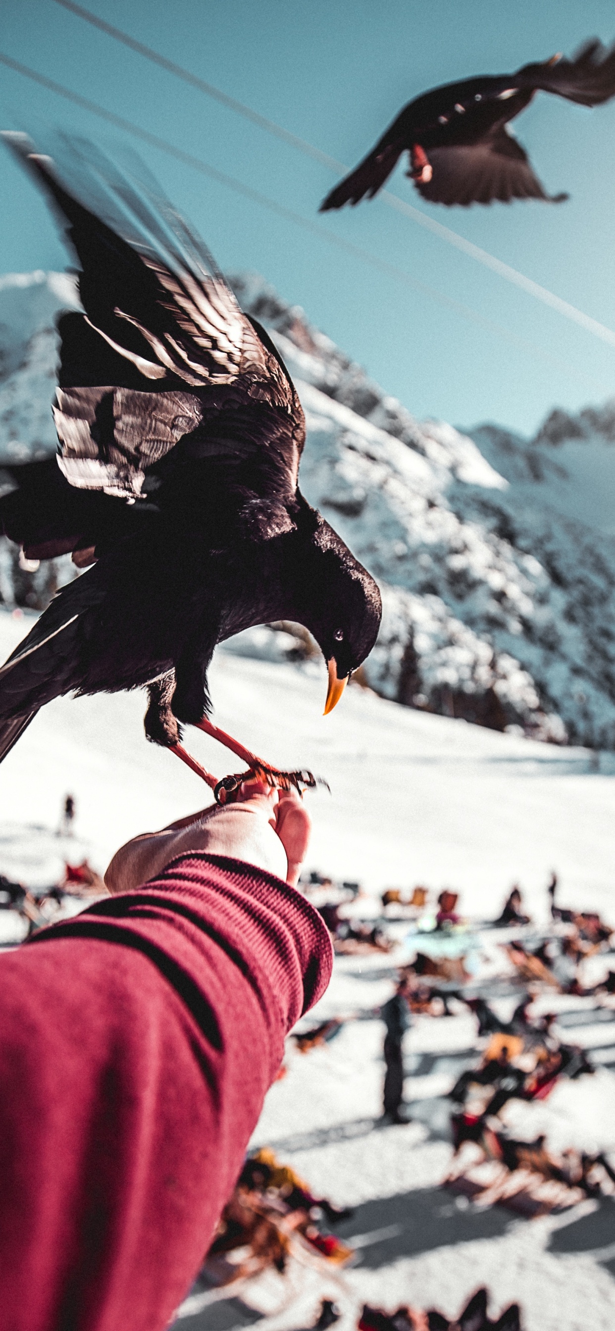 Обои клюв, ворон, ворона, птица, крыло в разрешении 1242x2688